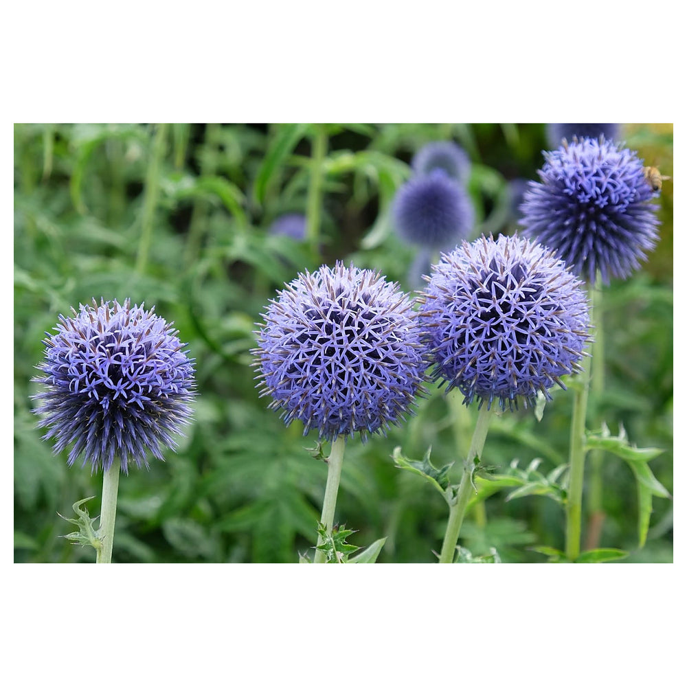 Heirloom Echinops Flower Seeds, Non-GMO Globe Thistle Blooms for Drought-Tolerant Garden Planting | Neera Seeds product photo [neera-v4-c12468a1d06cb9e4bc33]