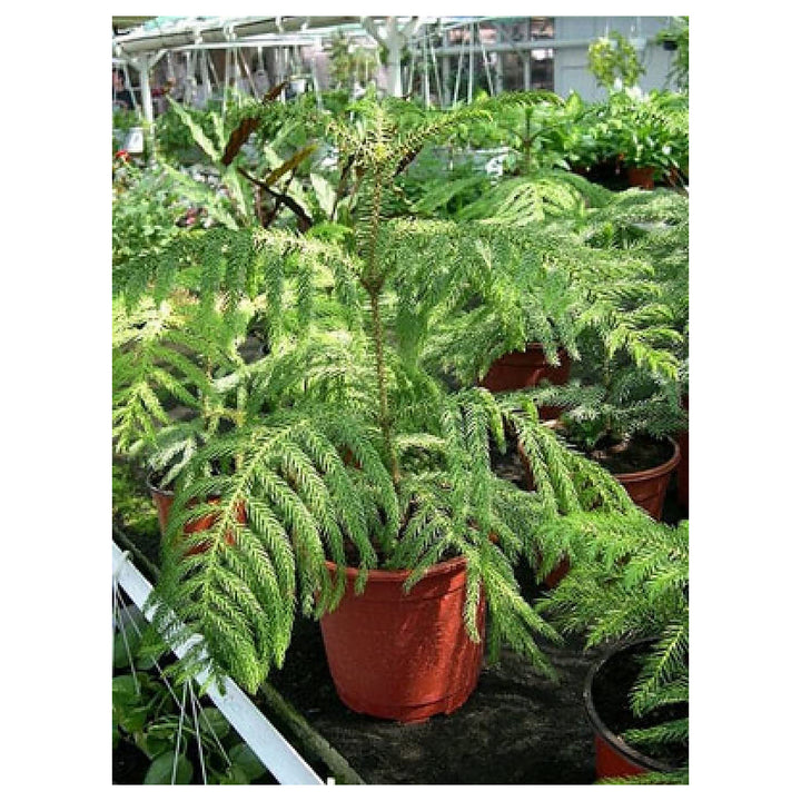 Heirloom Non-GMO Araucaria Flower Seeds for Planting – Rare Evergreen Tree Seeds | Neera Seeds product photo [neera-v4-c12de420b811bfa8f5a2]