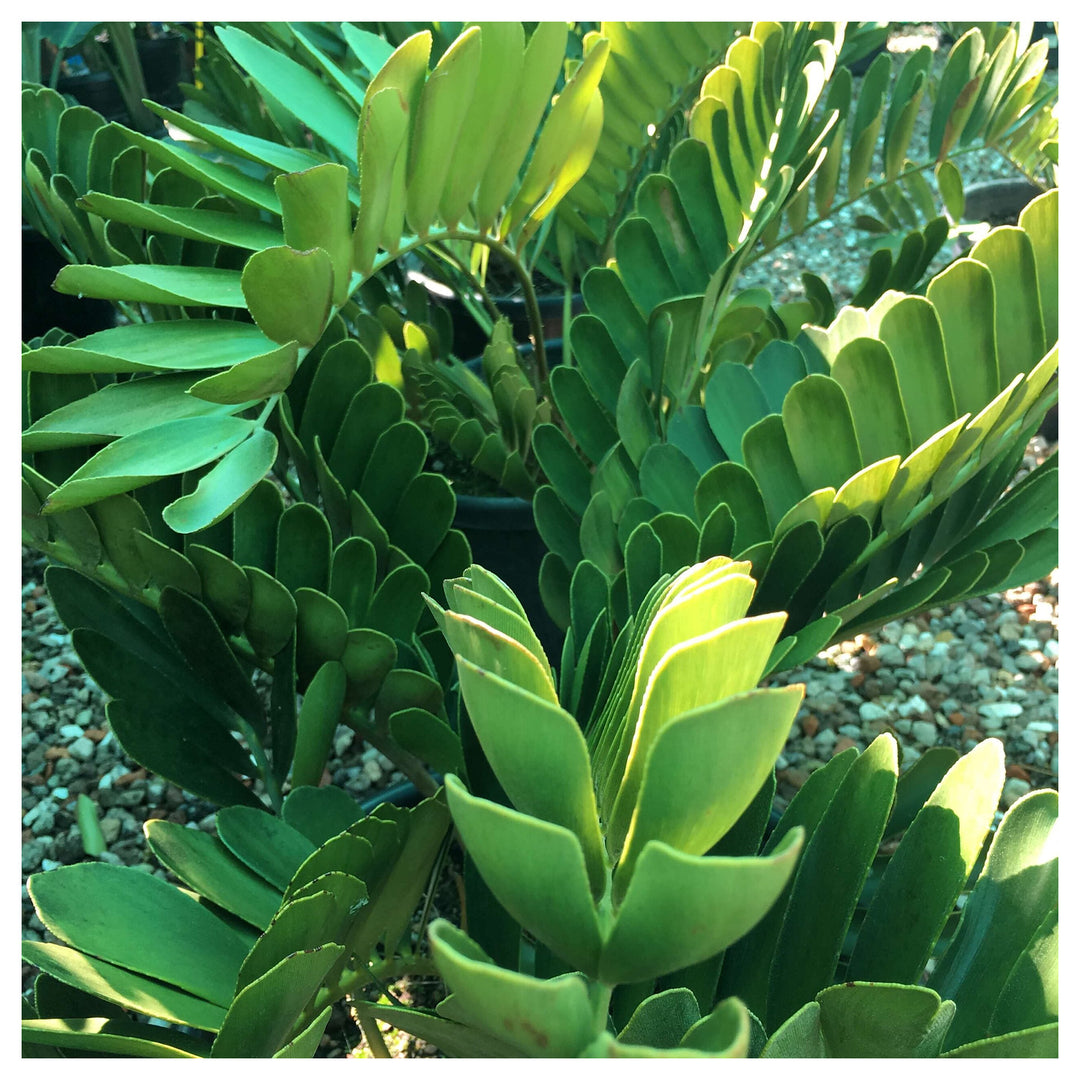 Green Zamia Furfuracea Plant Seeds for Planting Heirloom Non-GMO High Germination Organic Garden Seeds Tropical Cyc | Neera Seeds product photo [neera-v4-c1300b5411debe23bc4b]
