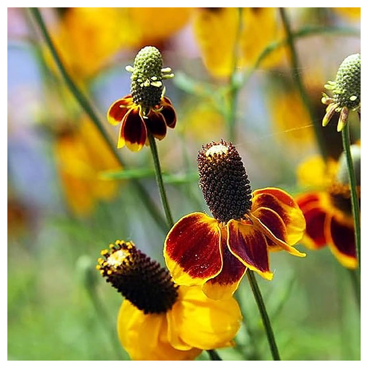 Mexican Hat Coneflower For Planting Ratibida Columnifera For Wildflower Gardens And Meadows Flower | Neera Seeds product photo [neera-v4-c131725b9f3c331b0f17]