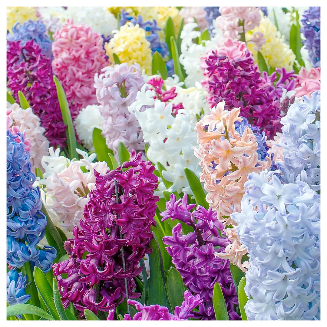 Multi-Color Hyacinthus Orientalis Seeds for Planting – Heirloom, Non-GMO, High Germination Organic Garden Seeds | Neera Seeds product photo [neera-v4-c133454da8c109ed4b94]