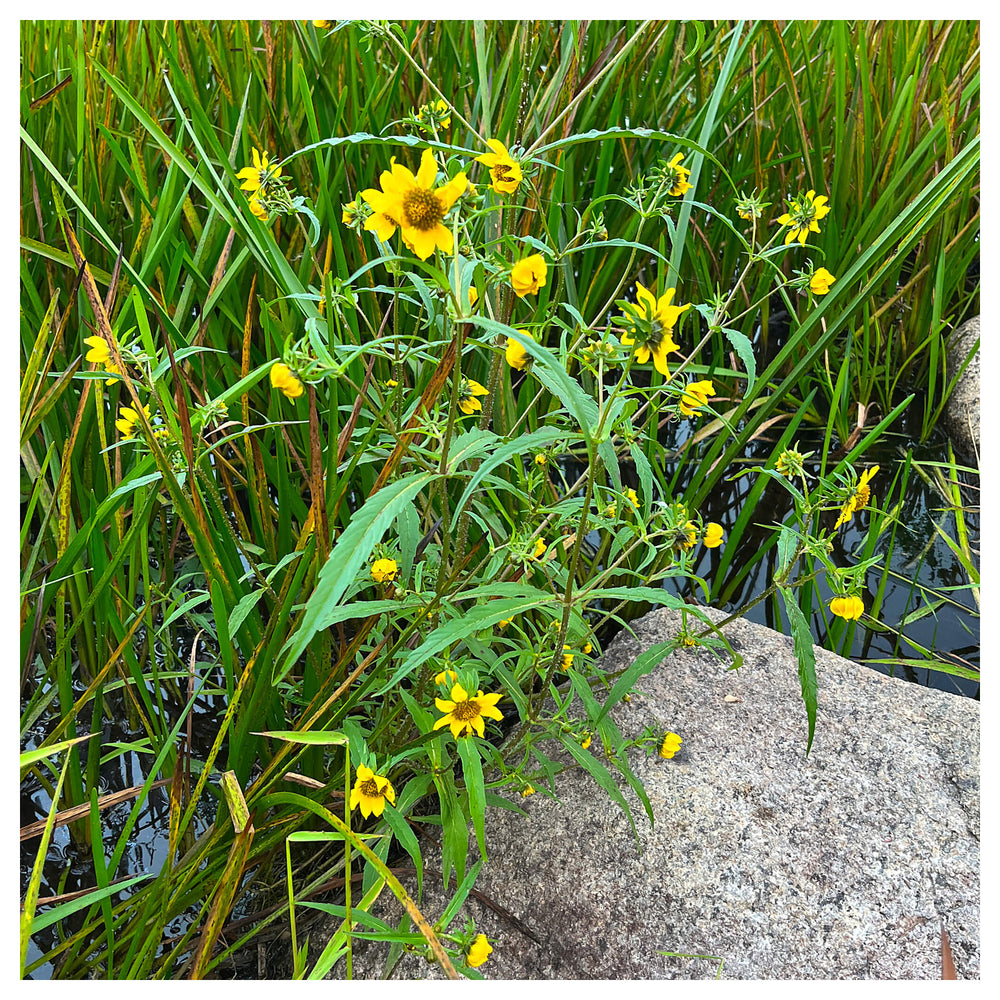 Yellow Bur Marigold Flower Seeds – Heirloom Non-GMO Seeds for Garden Planting | Neera Seeds product photo [neera-v4-c138cf3d27a6f7b2256b]