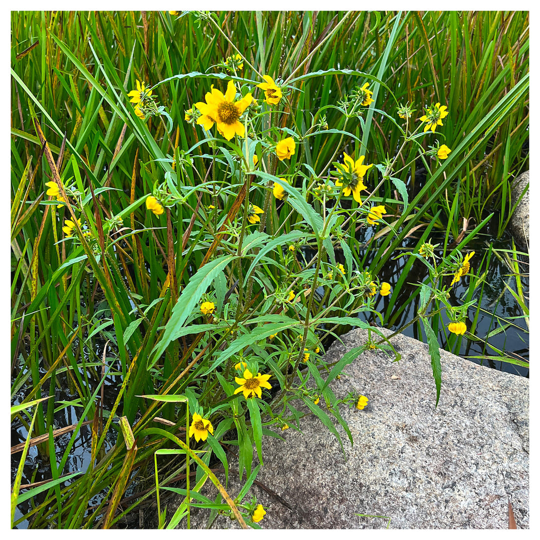 Yellow Bur Marigold Flower Seeds – Heirloom Non-GMO Seeds for Garden Planting | Neera Seeds product photo [neera-v4-c138cf3d27a6f7b2256b]