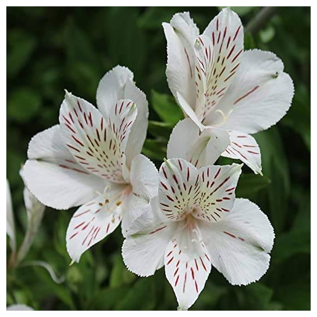 White Alstroemeria Seeds for Planting – Heirloom Non-GMO High Germination Organic Garden Flower Seeds | Neera Seeds product photo [neera-v4-c13fbd2bf51bac59e0cb]