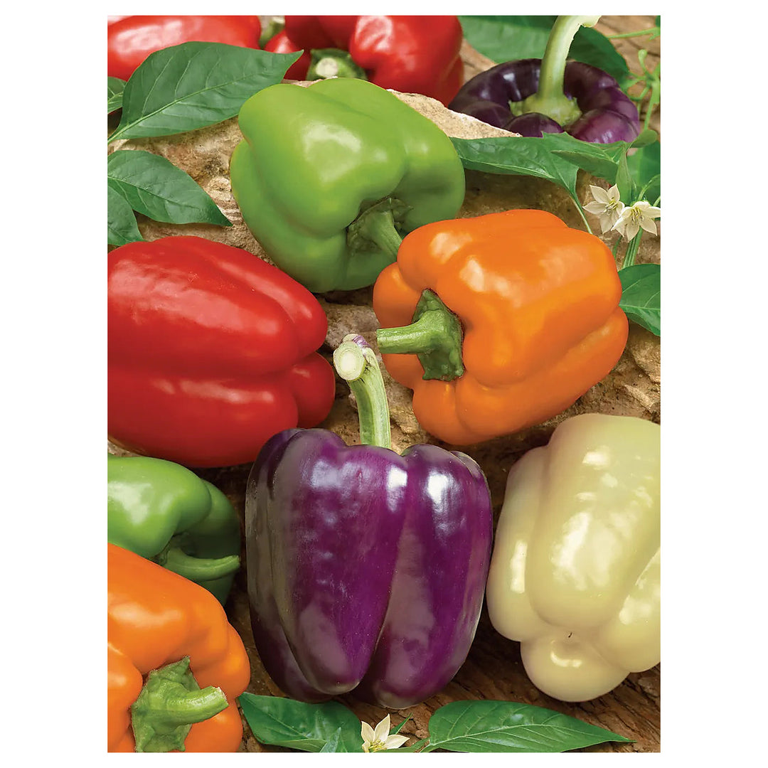 Sweet Pepper Rainbow Vegetable Seeds for Planting | Heirloom, Non-GMO, High Germination Organic Garden Seeds | Neera Seeds product photo [neera-v4-c15d36be9816eb67100c]