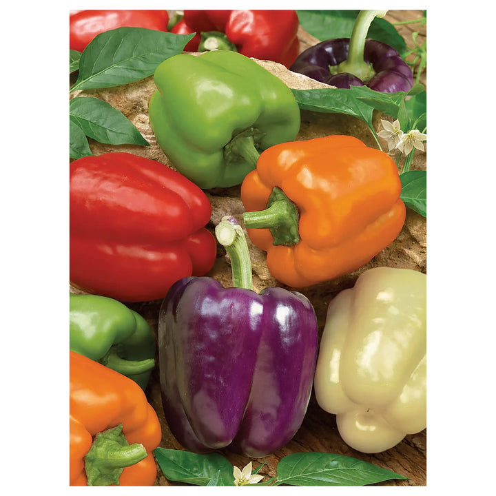 Sweet Pepper Rainbow Vegetable Seeds for Planting | Heirloom, Non-GMO, High Germination Organic Garden Seeds | Neera Seeds product photo [neera-v4-c15d36be9816eb67100c]