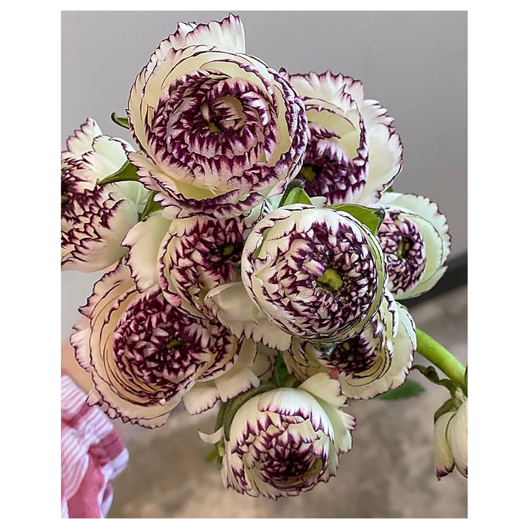 Brown Shade Japanese Ranunculus Flower Seeds – Heirloom, Non-GMO Flower Seeds for Planting | Neera Seeds product photo [neera-v4-c15d3a044a1700cd445c]