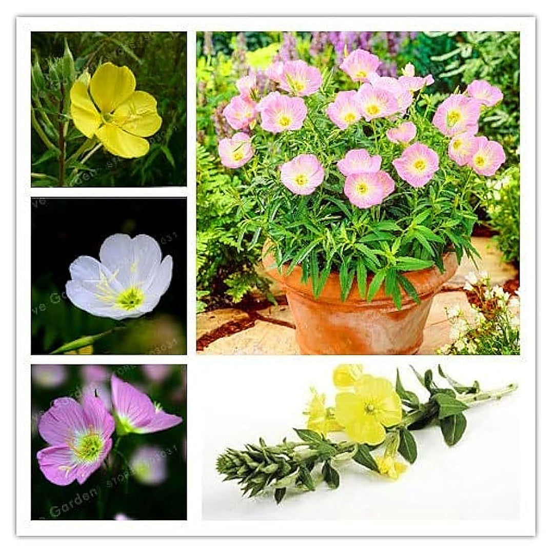 Heirloom Non-GMO Mixed Oenothera Biennis Flower Seeds for Planting – Evening Blooms | Neera Seeds product photo [neera-v4-c161444f374cd925679f]