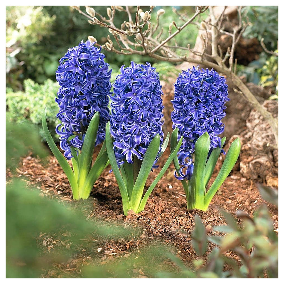 Deep Blue Hyacinthus Orientalis Flower Seeds – Heirloom Non-GMO High Germination Seeds for Planting Garden Blooms | Neera Seeds product photo [neera-v4-c19104040f136122a830]