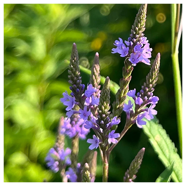 Vervain Hastata Flower Seeds for Garden Planting – Heirloom, Non-GMO Hardy Wildflower Variety | Neera Seeds product photo [neera-v4-c19af3737abdaf44f638]