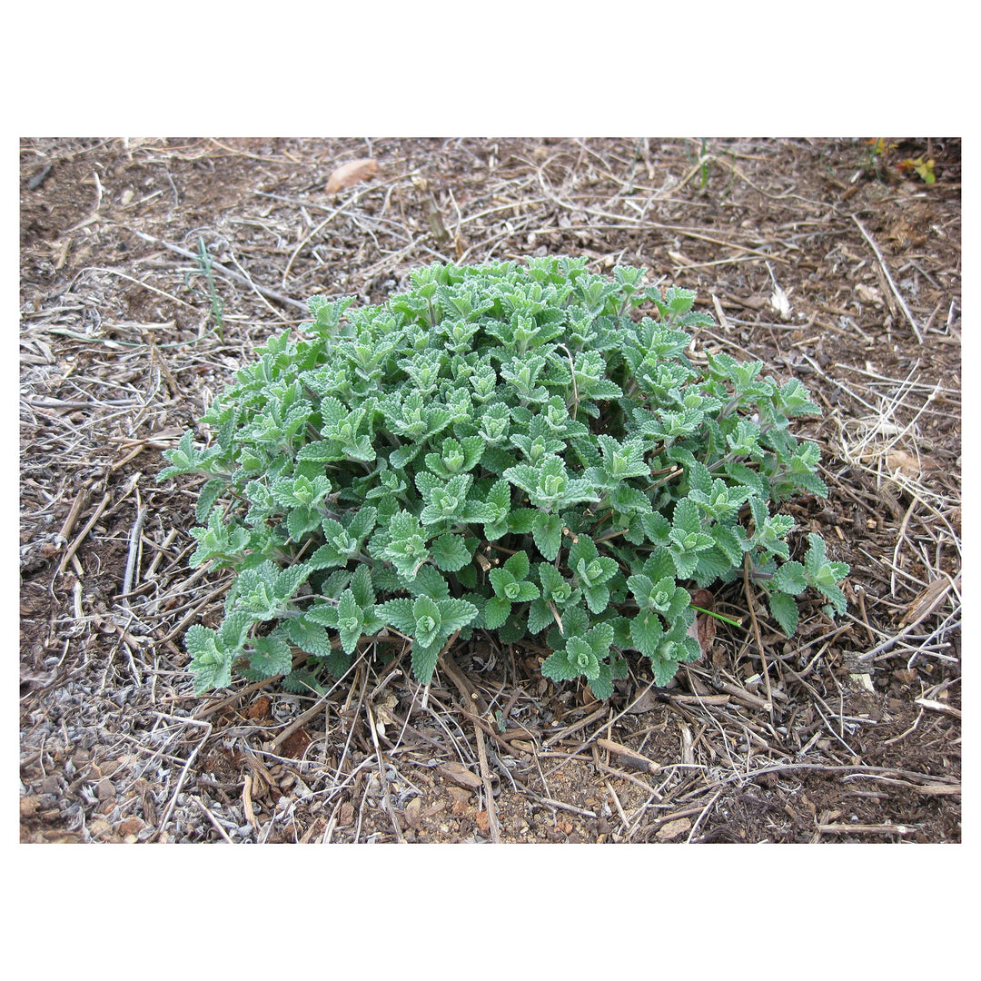 Green Cat Mint Plant Seeds for Aromatic and Pet-Friendly Gardens – Heirloom, Non-GMO, High Germination Seeds | Neera Seeds product photo [neera-v4-c1a1eef20a555d5fe1a7]