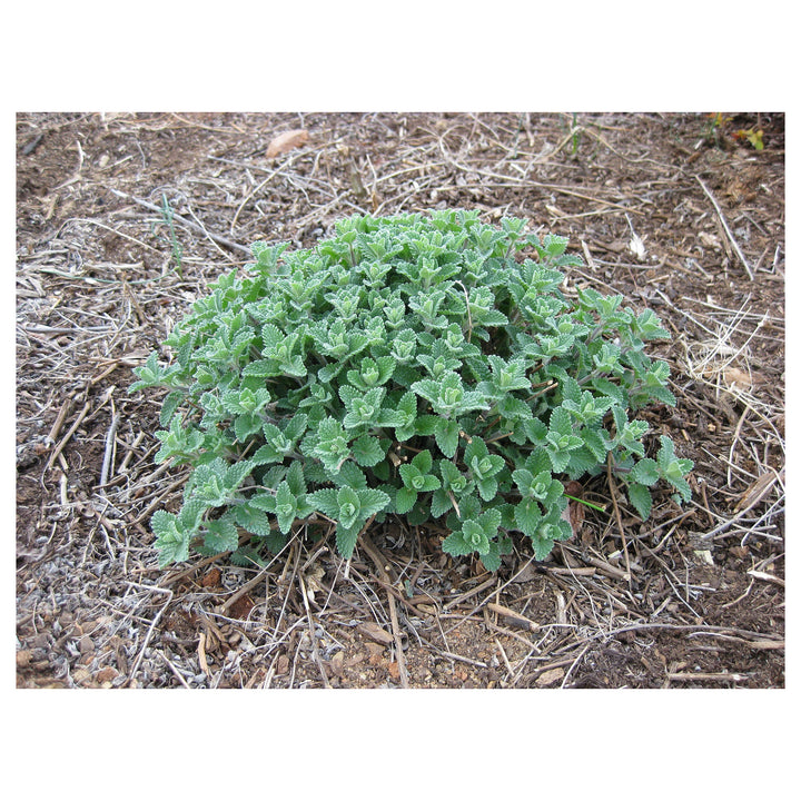 Green Cat Mint Plant Seeds for Aromatic and Pet-Friendly Gardens – Heirloom, Non-GMO, High Germination Seeds | Neera Seeds product photo [neera-v4-c1a1eef20a555d5fe1a7]
