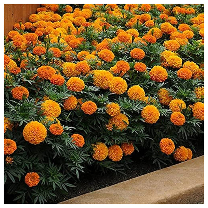 Yellow Heirloom Tagetes Mexican Marigold Aztec Gold Fresh Flower Garden Projects Flower Seeds | Neera Seeds product photo [neera-v4-c1aa30752115dcb66054]