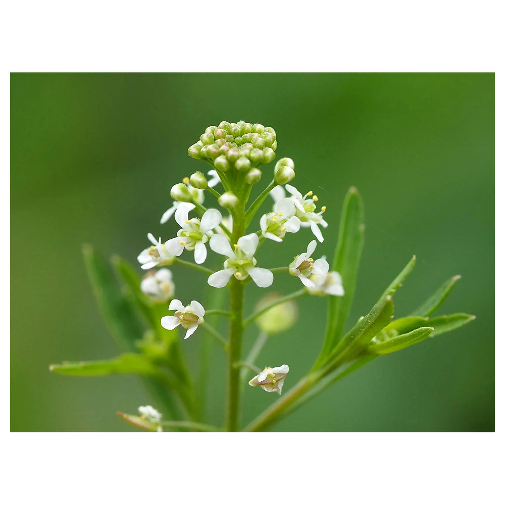 Heirloom Lepidium virginicum Flower Seeds - Non-GMO, High Germination Organic Wildflower Garden Seeds for Planting | Neera Seeds product photo [neera-v4-c1ac93739555705fcfec]