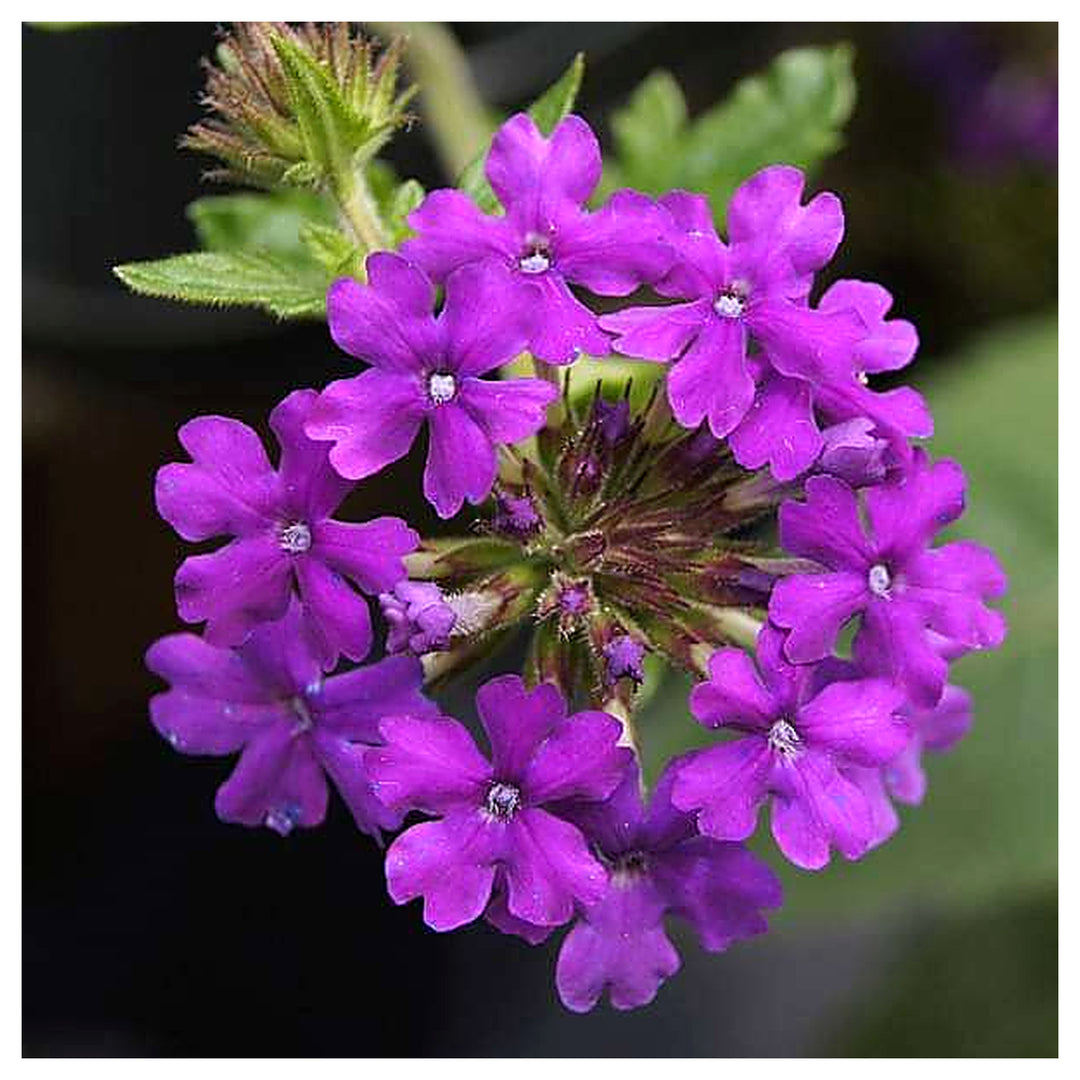 Blue Verbena Tennuisecta Planting Terrace Garden Flower Bed Flower Seeds Home Garden | Neera Seeds product photo [neera-v4-c1bad78fcf50ea33ff7f]