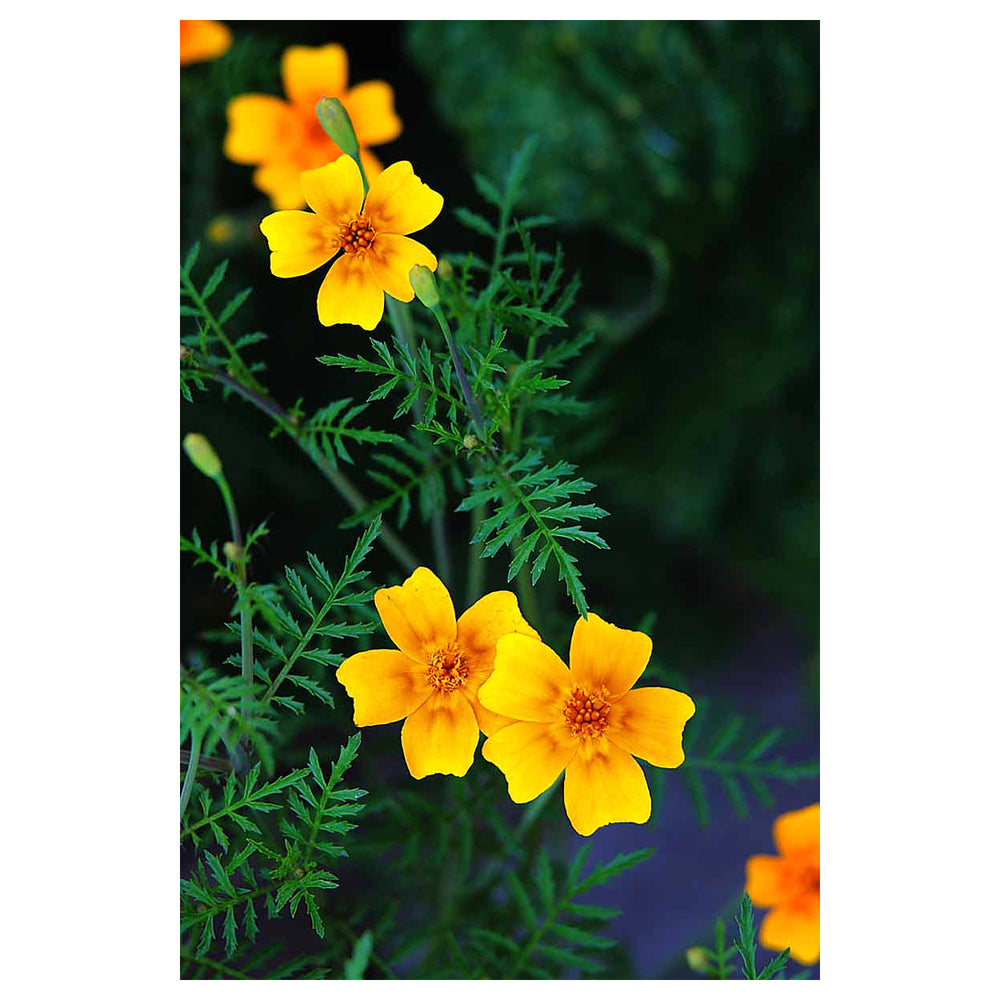 Yellow Signet Marigold Flower Seeds – Heirloom Non-GMO Seeds for Garden Planting | Neera Seeds product photo [neera-v4-c1bdf7b6fdf9bc35261c]