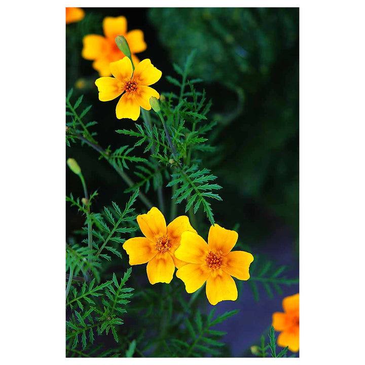 Yellow Signet Marigold Flower Seeds – Heirloom Non-GMO Seeds for Garden Planting | Neera Seeds product photo [neera-v4-c1bdf7b6fdf9bc35261c]