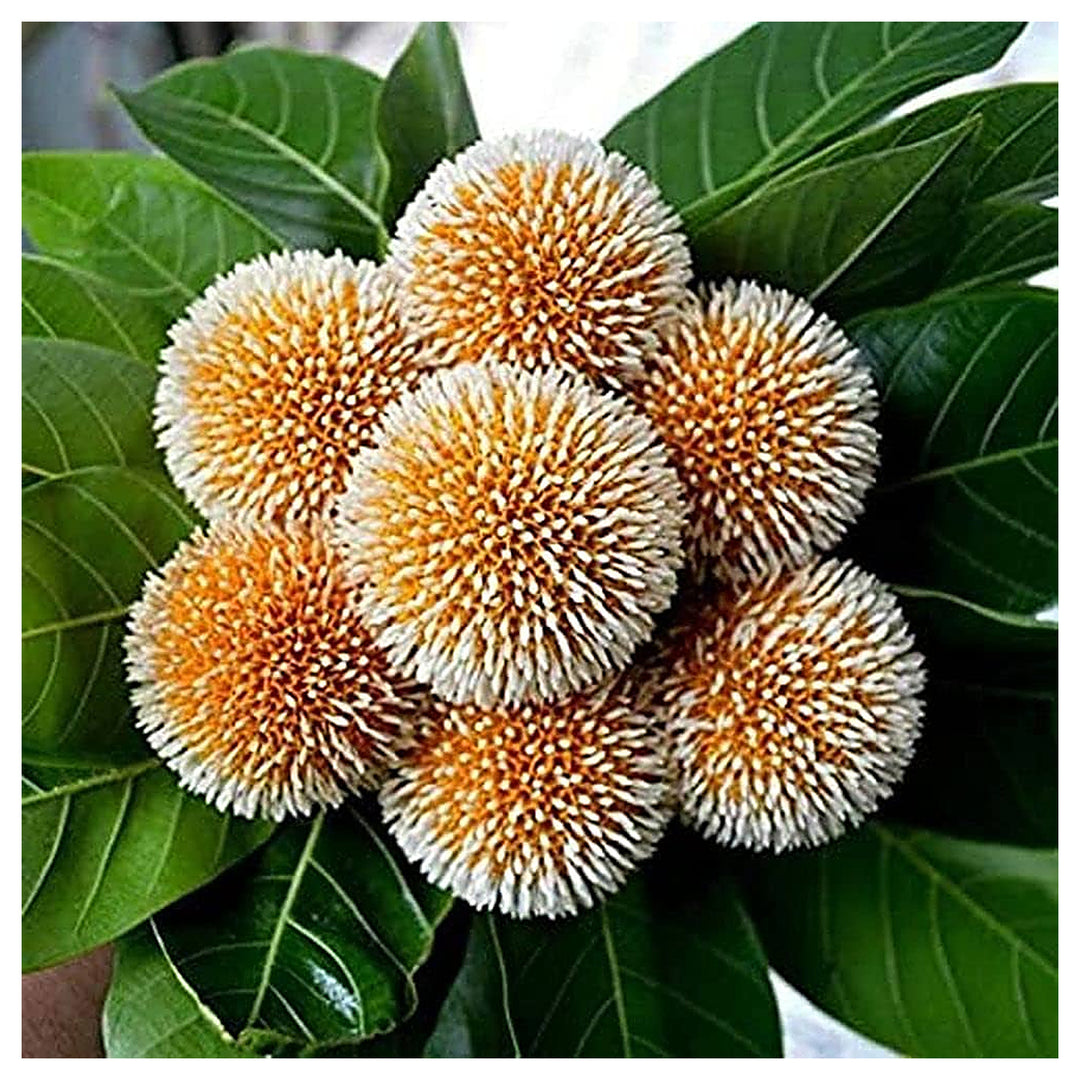 Parviflora Plant For Planting Flower Seeds for Home Garden Planting, Premium Organic Blooming | Neera Seeds product photo [neera-v4-c1c49645a60e9596a94b]