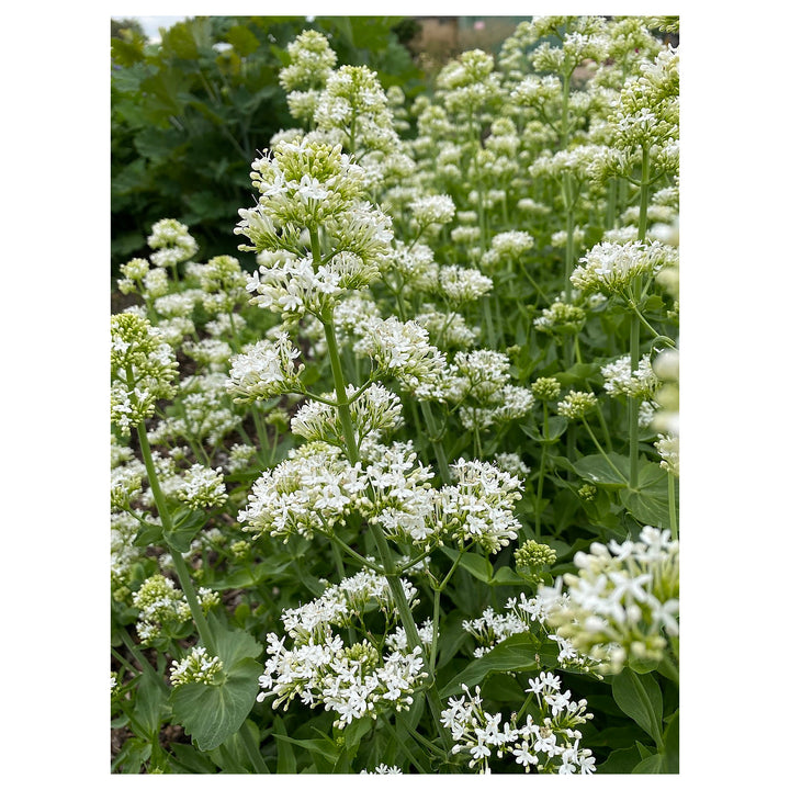 Heirloom Centranthus Ruber Albus Flower Seeds – Non-GMO Seeds for Fragrant Garden Planting, High Germination | Neera Seeds product photo [neera-v4-c1dfe60b45f47864201f]