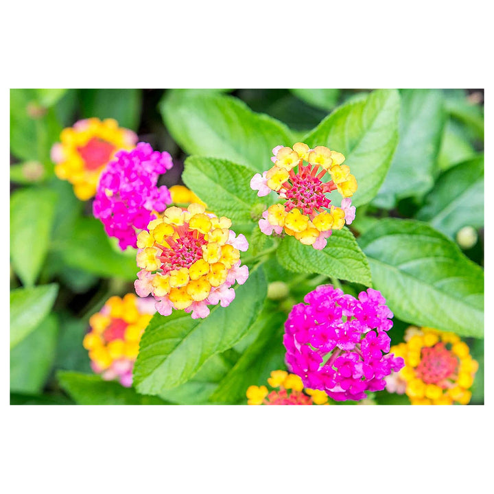 Lantana Camara Flower Seeds – Heirloom Non-GMO Butterfly-Attracting Blooms for Garden Planting | Neera Seeds product photo [neera-v4-c1e62eb4163fe08e2b5f]