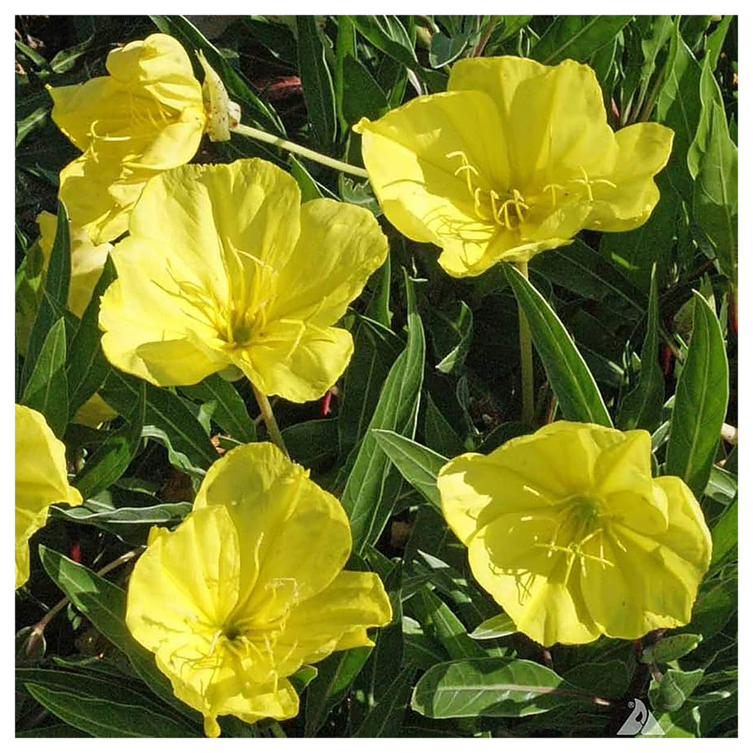 Golden Yellow Tall Evening Primrose Beauty Flower Seeds Home Garden Planting, Vibrant Organic | Neera Seeds product photo [neera-v4-c1e98c630ace956c91bd]
