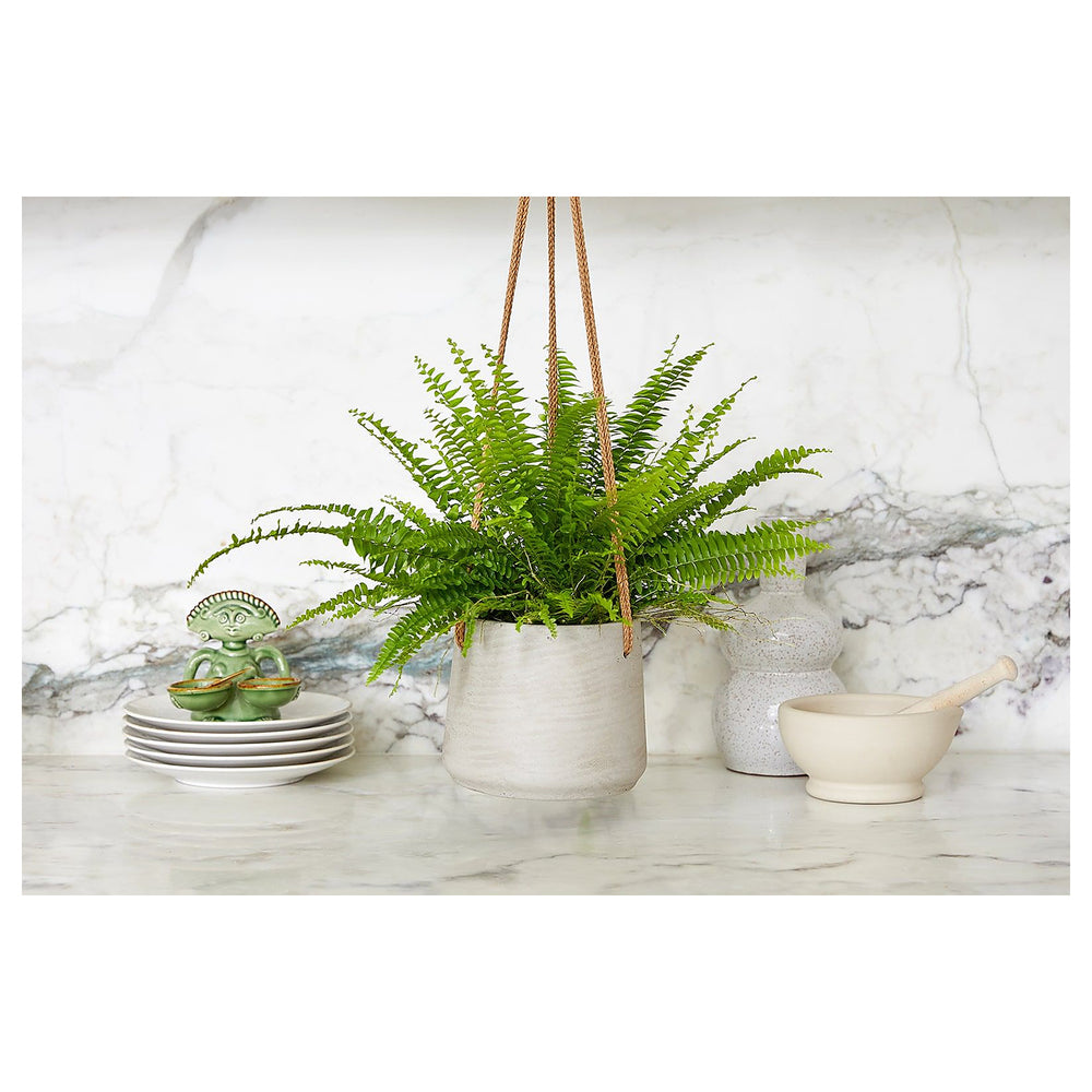 Mixed Fern Plant Heirloom Non-GMO Seeds for Planting – High Germination Organic Garden Seeds for Shady Indoor & Out | Neera Seeds product photo [neera-v4-c1f758061e6e34ff23bb]