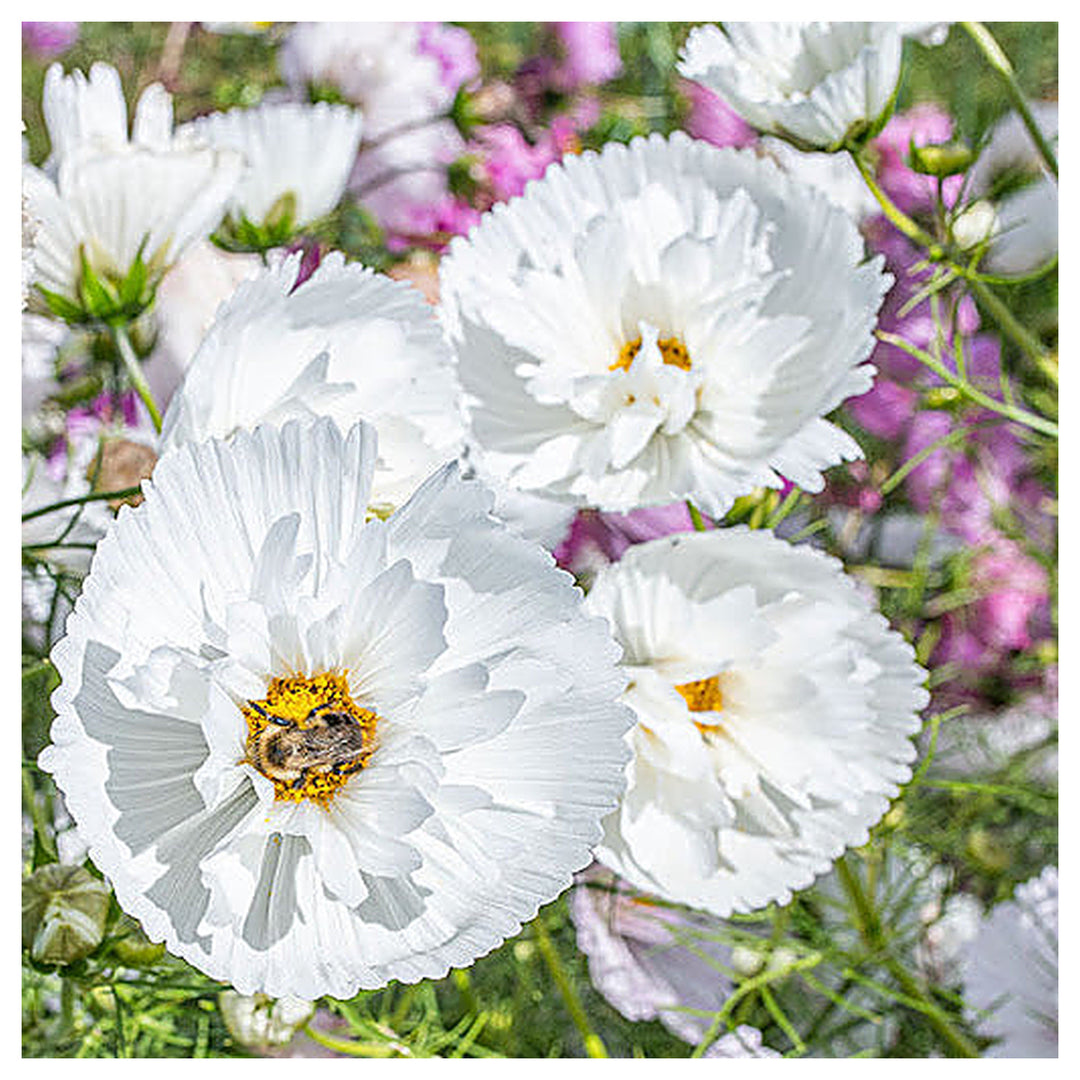 Cupcakes White Cosmos Flower Seeds (Cosmos bipinnatus) – Heirloom, Non-GMO Elegant Blooms for Garden Planting | Neera Seeds product photo [neera-v4-c2025e83c345f24923f4]