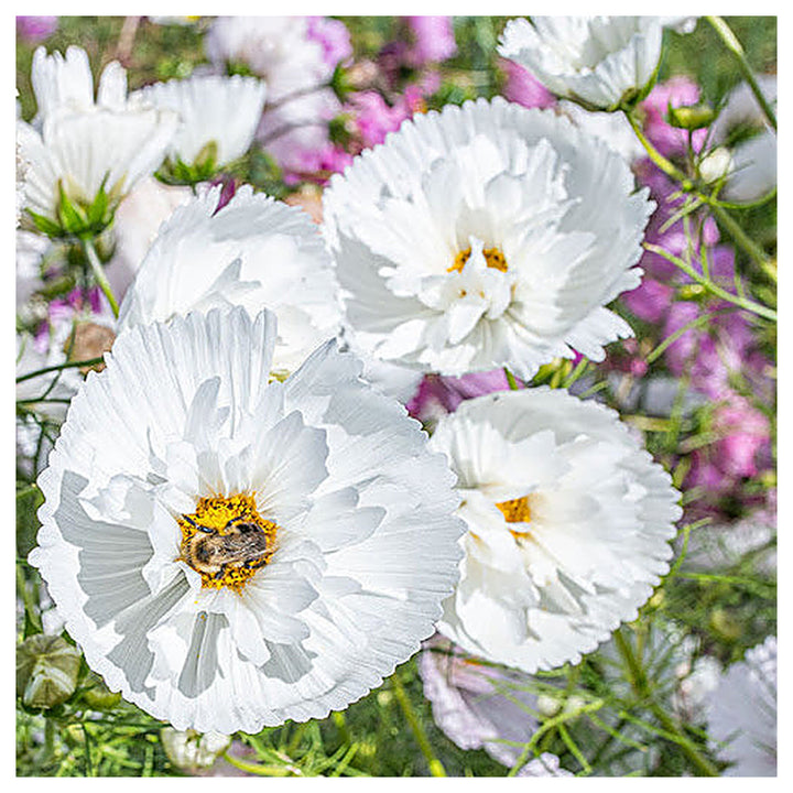 Cupcakes White Cosmos Flower Seeds (Cosmos bipinnatus) – Heirloom, Non-GMO Elegant Blooms for Garden Planting | Neera Seeds product photo [neera-v4-c2025e83c345f24923f4]