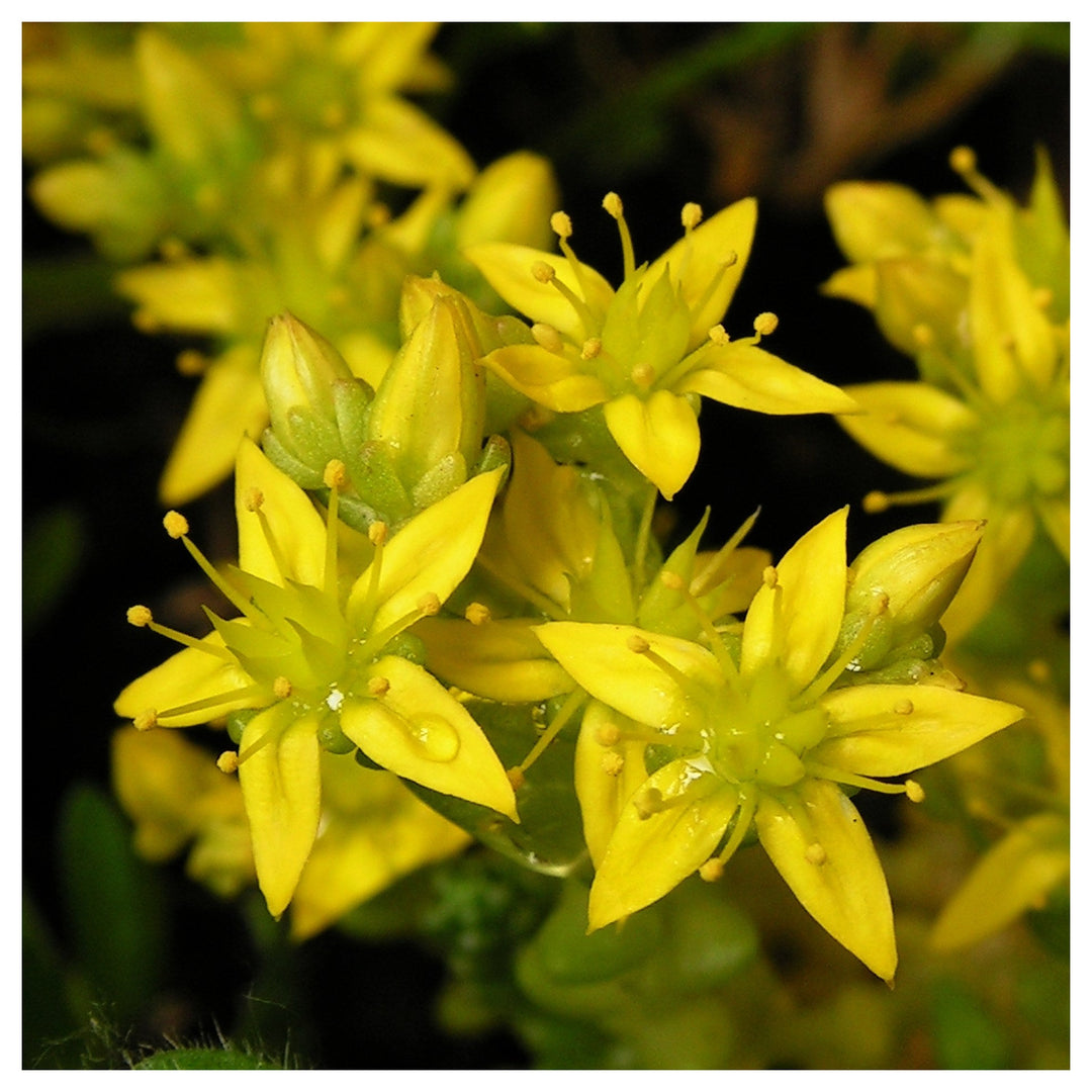 Heirloom Mauerpfeffer Flower Seeds, Non-GMO Sedum Blooms for Rock and Drought-Tolerant Garden Planting | Neera Seeds product photo [neera-v4-c2124604f9b524f39294]