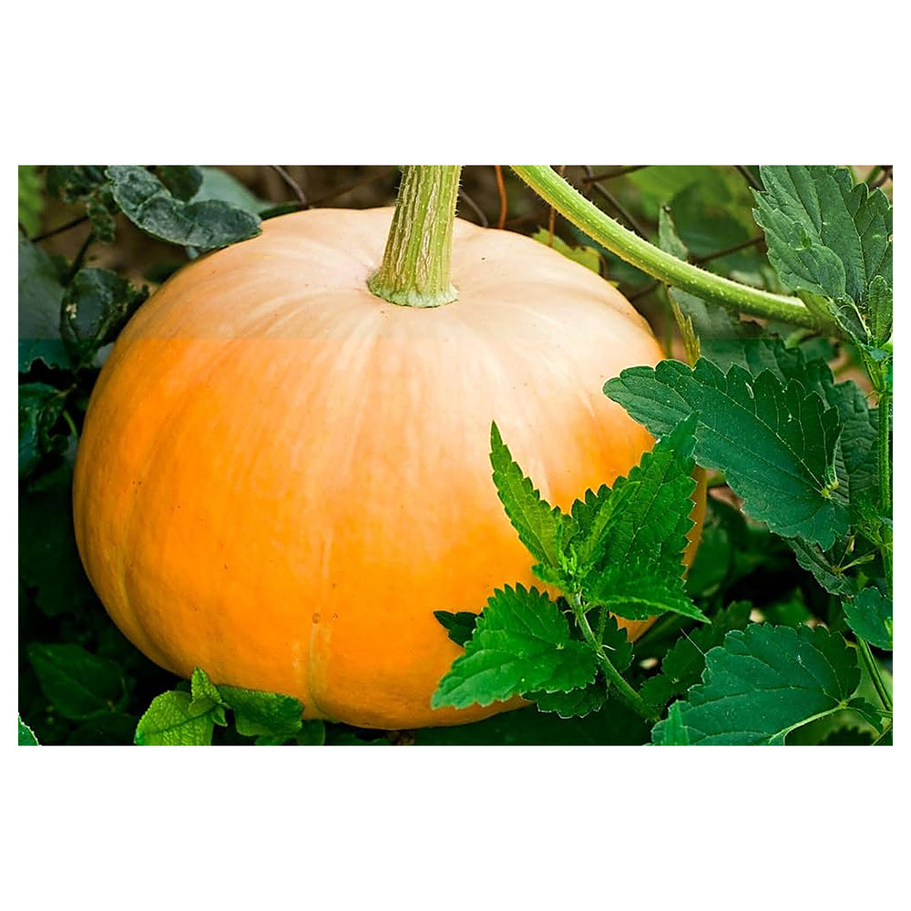 Centner Jelly Giant Pumpkin Seeds for Planting – Heirloom, Non-GMO, Organic Garden Seeds, High Germination | Neera Seeds product photo [neera-v4-c215db647a3726c2ced5]