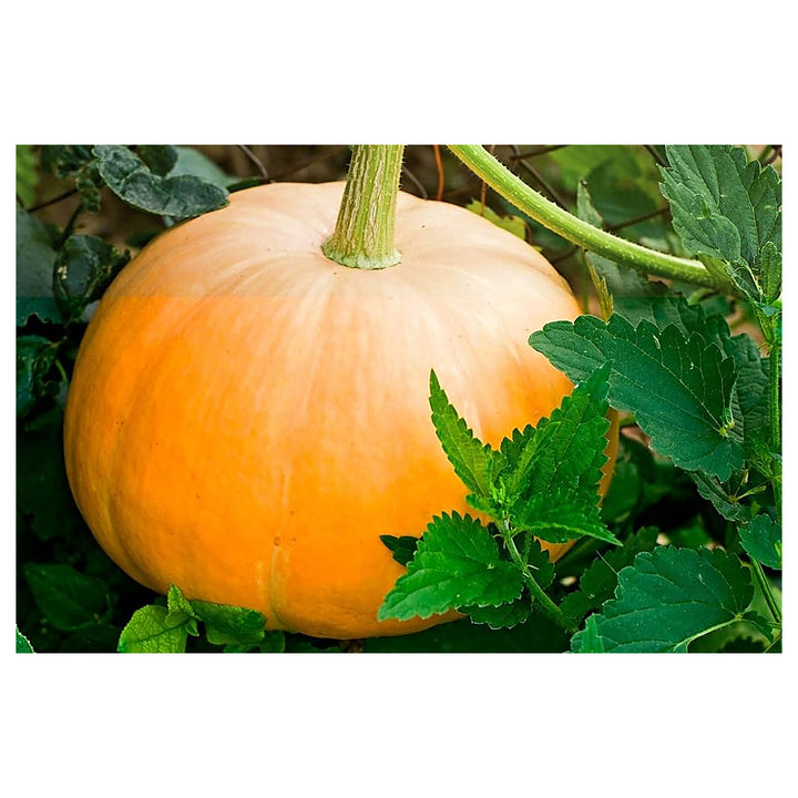Centner Jelly Giant Pumpkin Seeds for Planting – Heirloom, Non-GMO, Organic Garden Seeds, High Germination | Neera Seeds product photo [neera-v4-c215db647a3726c2ced5]