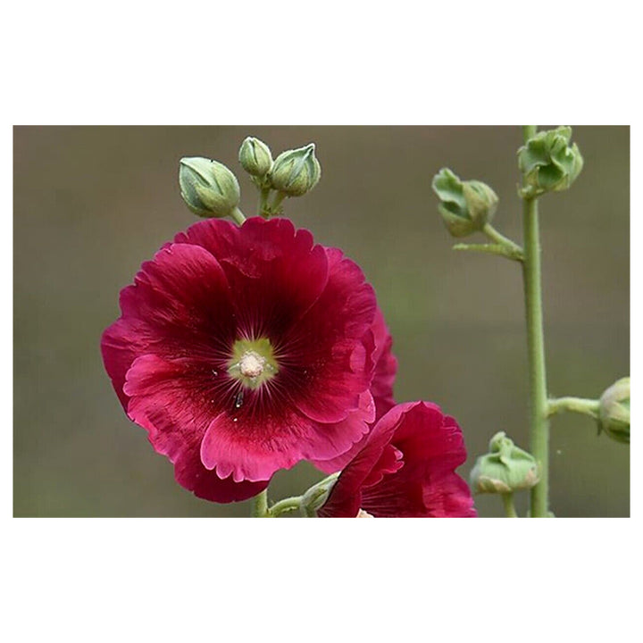 Organic Maroon Hollyhock Flower Seeds for Planting – Heirloom, Non-GMO, High Germination Organic Garden Seeds | Neera Seeds product photo [neera-v4-c218d70f3b251ff6a708]