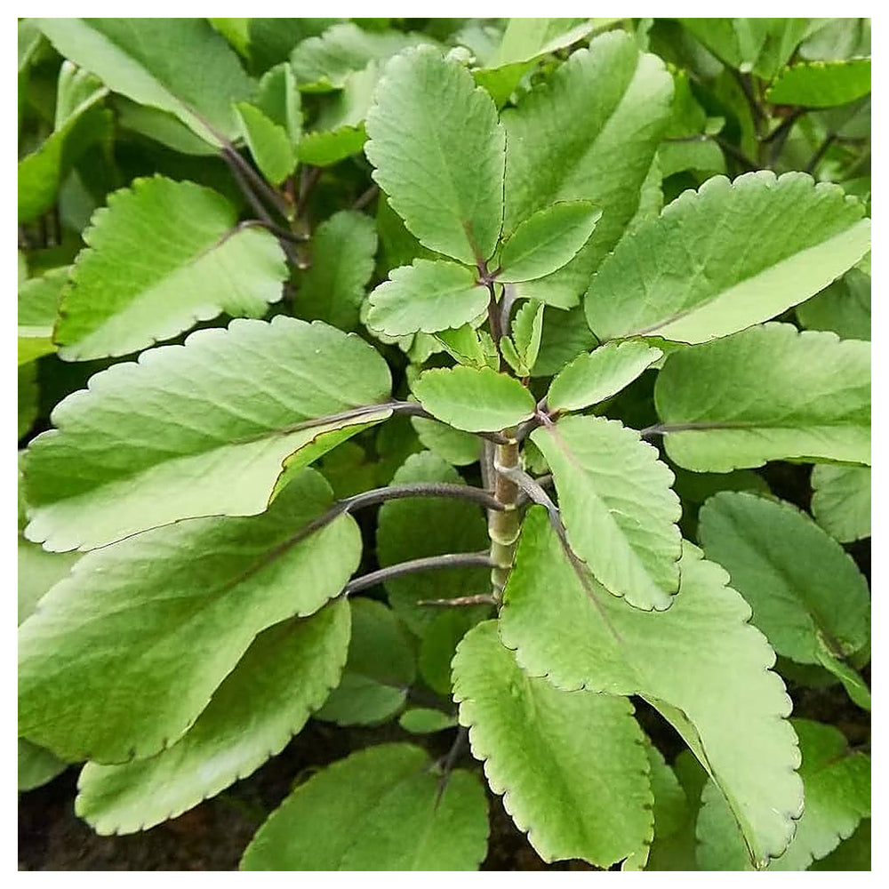 Heirloom Non-GMO Kalanchoe Pinnata Plant Seeds for Garden Medicinal Succulent Variety High Germination Organic Gard | Neera Seeds product photo [neera-v4-c2321be35772b59cc405]