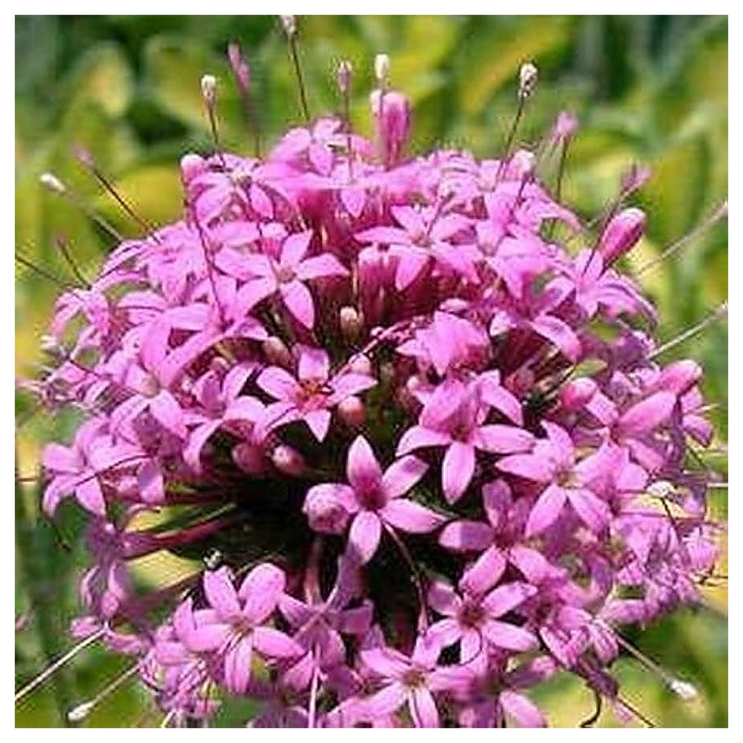 Pink Crosswort Crucianella Stylosa Flowers Flower Seeds for Home Garden Planting, Fragrant Organic | Neera Seeds product photo [neera-v4-c23a23eec39f3de40e55]