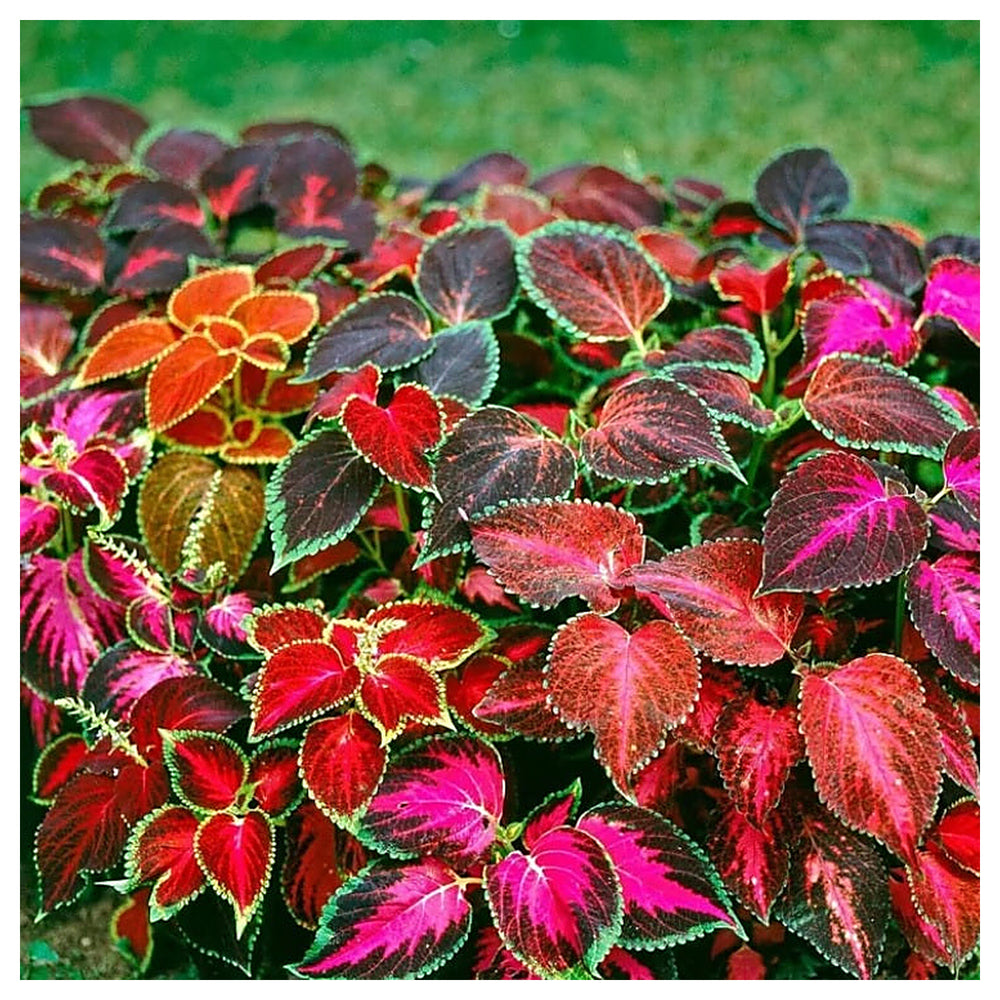Heirloom Mixed Color Coleus Flower Seeds for Planting – Non-GMO, Vibrant Ornamental Foliage Variety | Neera Seeds product photo [neera-v4-c23c93e7f0a1faa550a1]