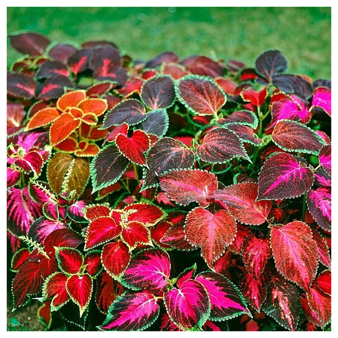 Heirloom Mixed Color Coleus Flower Seeds for Planting – Non-GMO, Vibrant Ornamental Foliage Variety | Neera Seeds product photo [neera-v4-c23c93e7f0a1faa550a1]