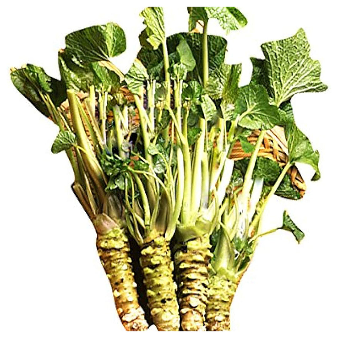 Horseradish Wasabia Vegetable Seeds for Planting - Heirloom Non-GMO Organic Garden Seeds High Germination | Neera Seeds product photo [neera-v4-c24f07a7ec00af43ea66]