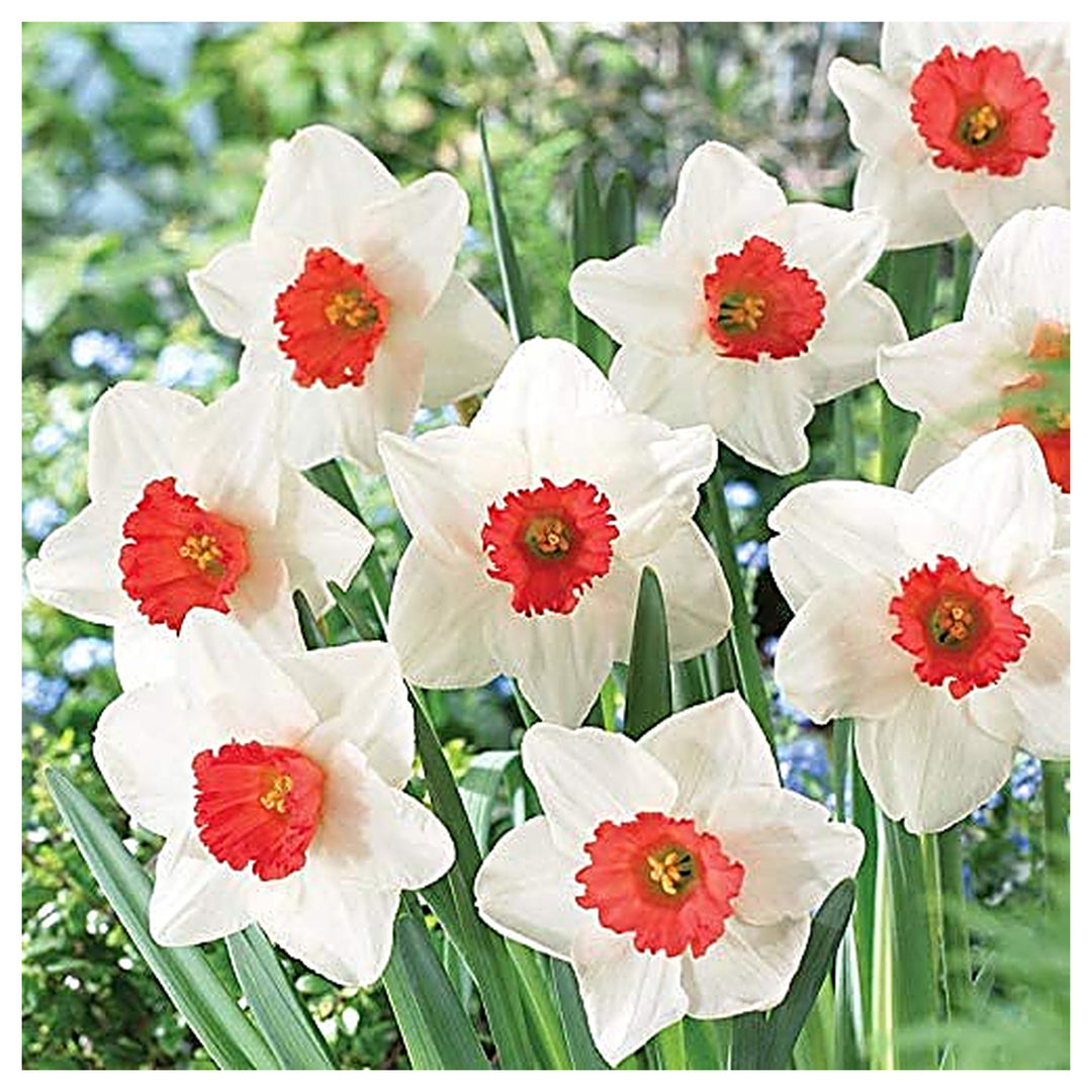 Burgundy White Daffodil Flower Seeds for Planting – Heirloom, Non-GMO, High Germination Spring Garden Seeds | Neera Seeds product photo [neera-v4-c24feec7185a178c9f04]