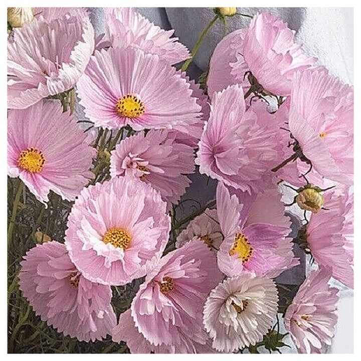 Cosmos Cupcakes Blush&