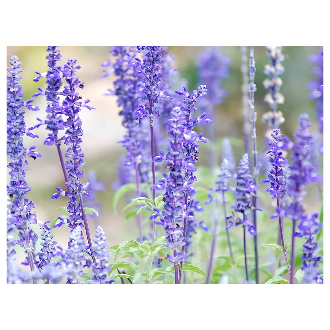 Blue Sage Flower Seeds – Heirloom Non-GMO Herb Blooms for Vibrant Garden Planting | Neera Seeds product photo [neera-v4-c2795d9b1299d049c1e2]