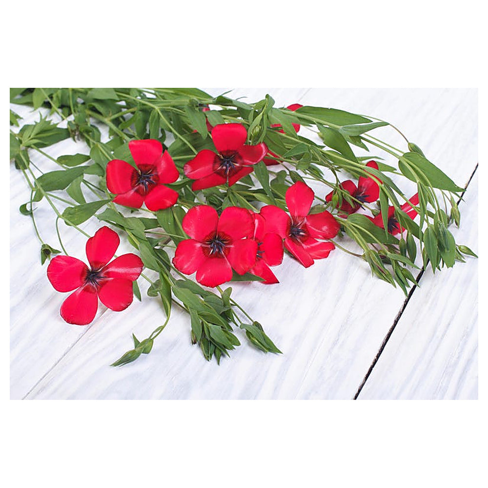 Heirloom Grandiflorum Flower Seeds, Non-GMO Vibrant Blooms for Colorful Garden Planting | Neera Seeds product photo [neera-v4-c27e9ea026d385bfb541]