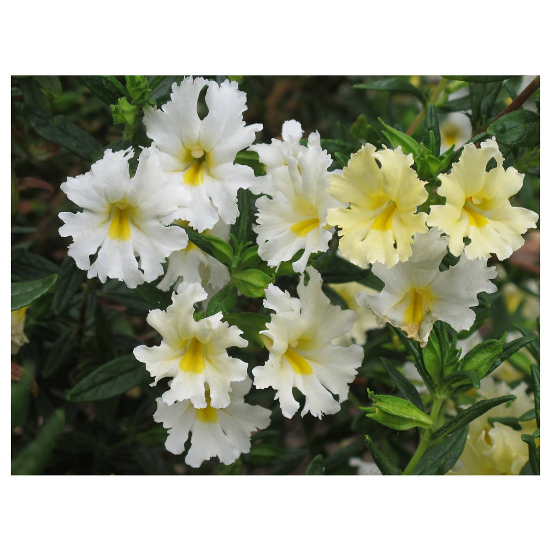 White Mimulus Flower Seeds for Planting – Heirloom, Non-GMO, High Germination Organic Garden Seeds | Neera Seeds product photo [neera-v4-c285eaba306debc84b8c]