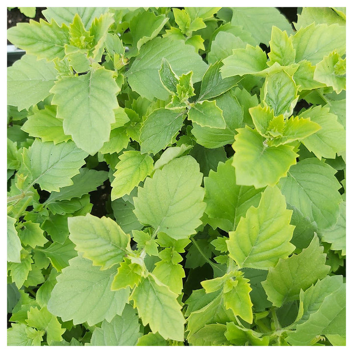 Green Calamintha Herb Plant Seeds for Planting | Heirloom, Non-GMO, High Germination Organic Garden Seeds for Kitch | Neera Seeds product photo [neera-v4-c29c68f08c71d6ad7723]