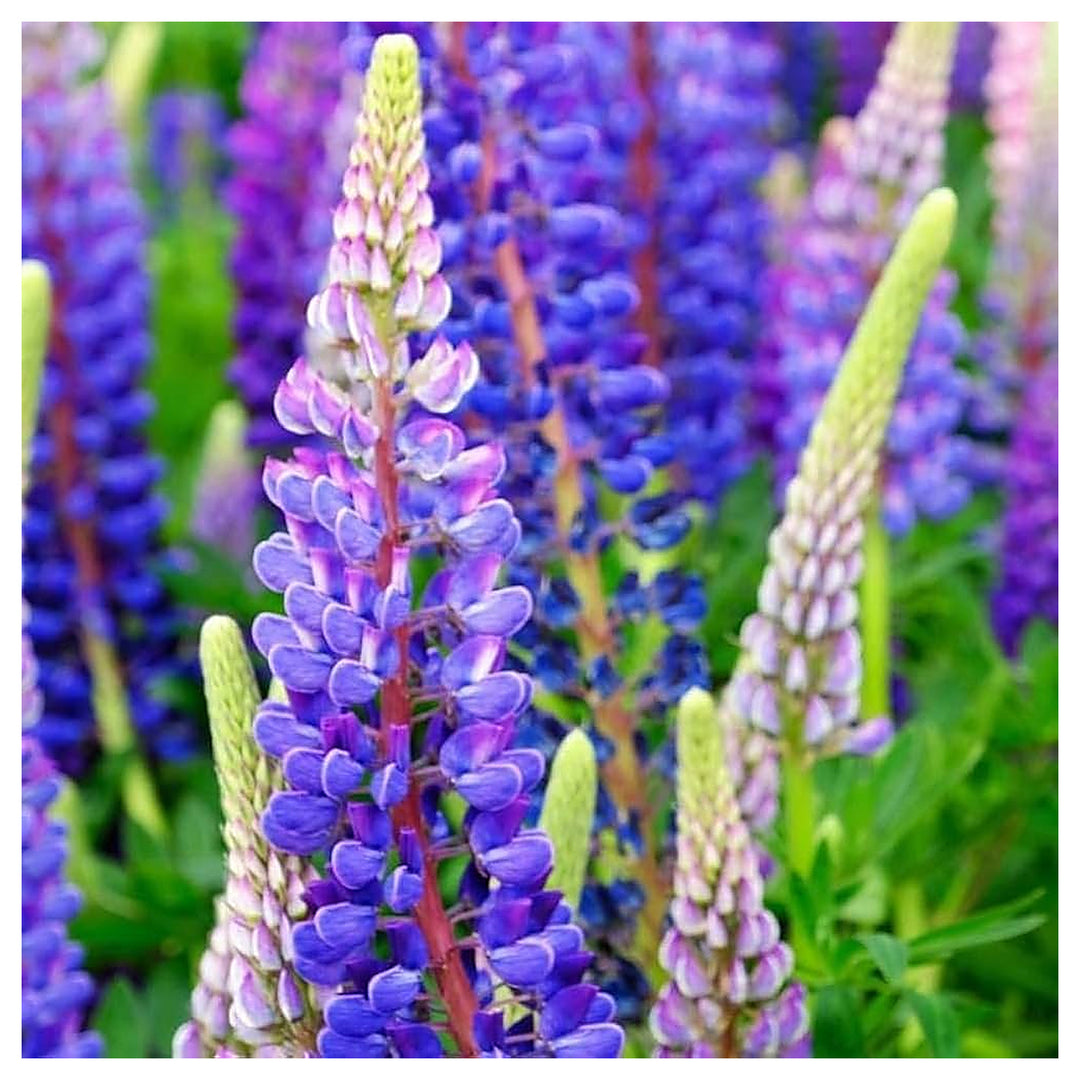 Heirloom Non-GMO Blue Lupine Flower Seeds for Pollinator Gardens and Vibrant Outdoor Planting | Neera Seeds product photo [neera-v4-c29c7e90306831c9d38a]