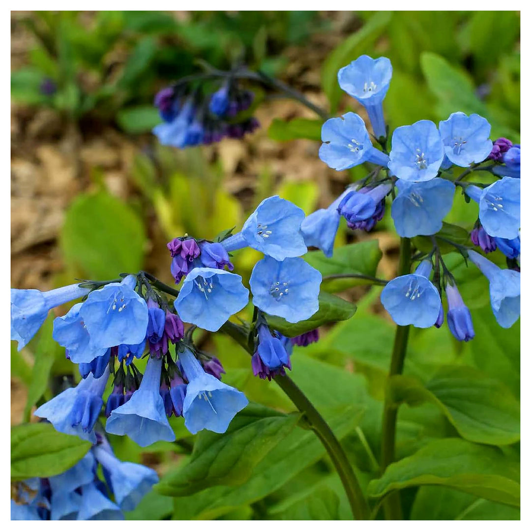 Mertensia Flower Seeds for Planting - Heirloom Non-GMO High Germination Organic Garden Seeds | Neera Seeds product photo [neera-v4-c2a5a7324f7bb06552e3]