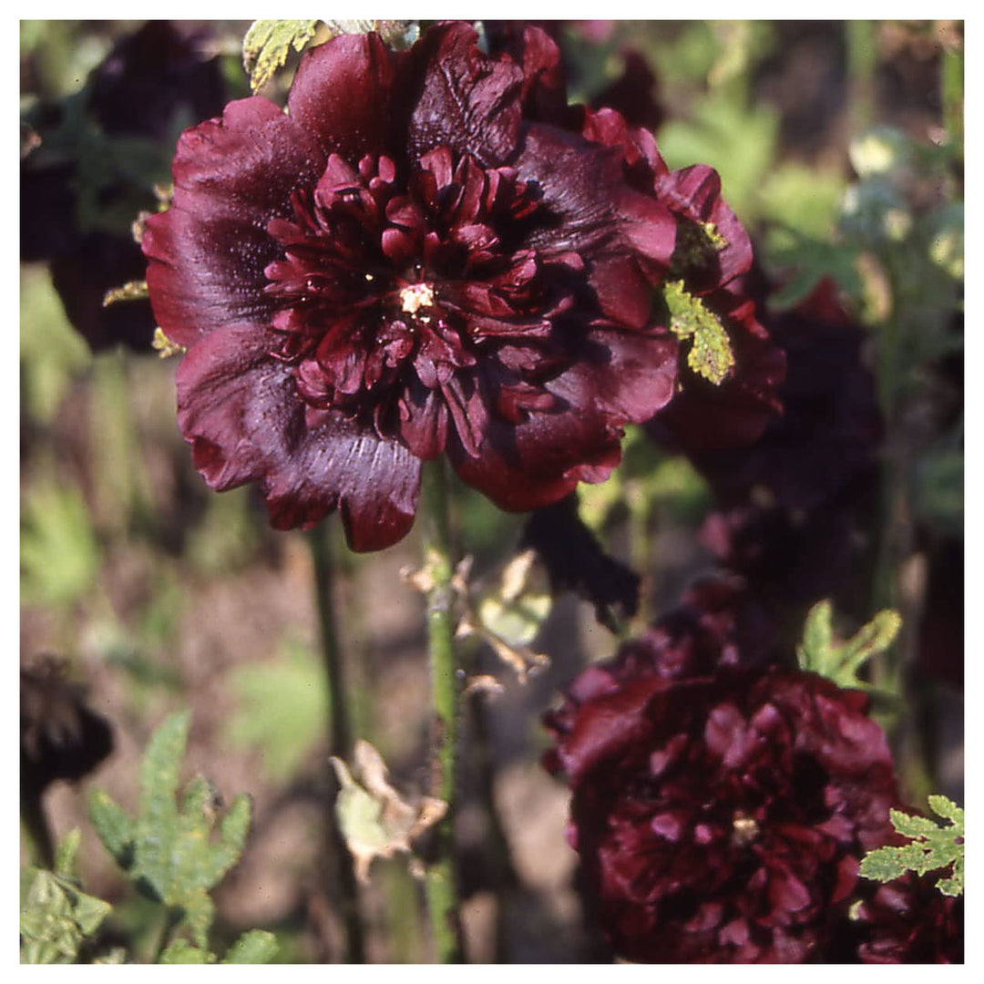 Organic Maroon Hollyhock Flower Seeds for Planting – Heirloom, Non-GMO, High Germination Organic Garden Seeds | Neera Seeds product photo [neera-v4-c2afd6dad0d0487fcdcf]
