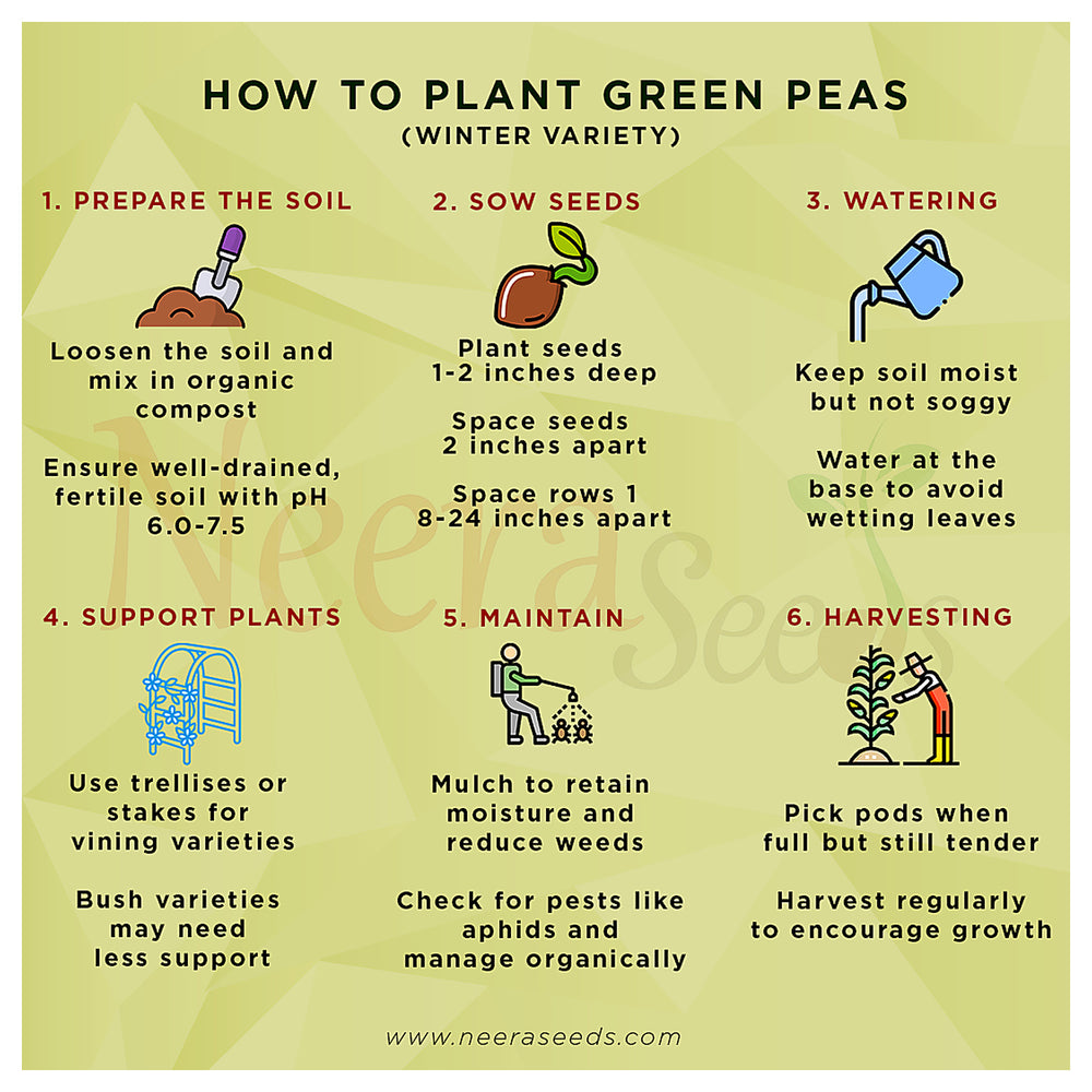 Green Peas (Winter Variety) Seeds for Planting – Cold-Resistant, Heirloom Vegetable Seeds for Cool Season Gardening | Neera Seeds product photo [neera-v4-c2b424d7ff9c4e5c8a9f]