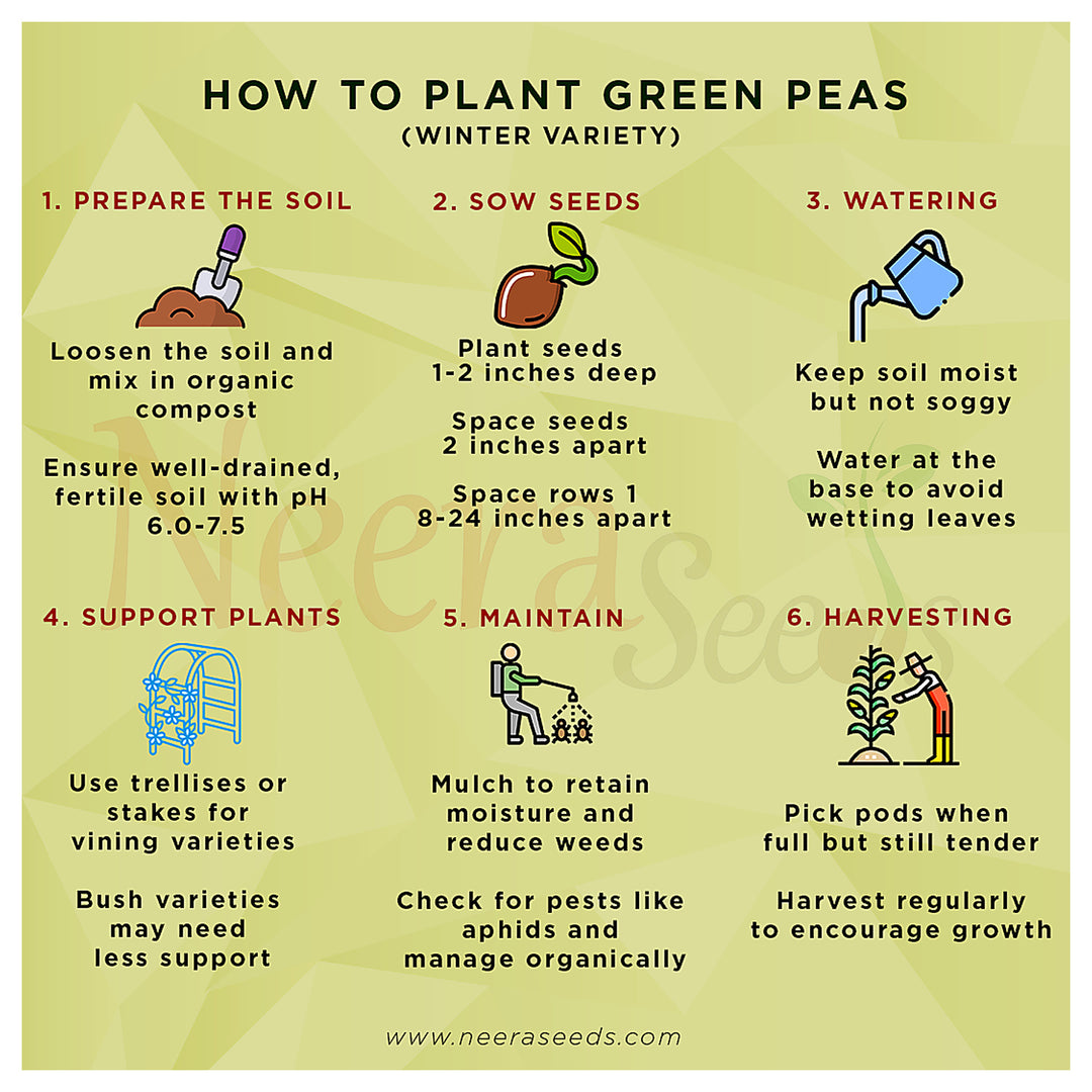 Green Peas (Winter Variety) Seeds for Planting – Cold-Resistant, Heirloom Vegetable Seeds for Cool Season Gardening | Neera Seeds product photo [neera-v4-c2b424d7ff9c4e5c8a9f]