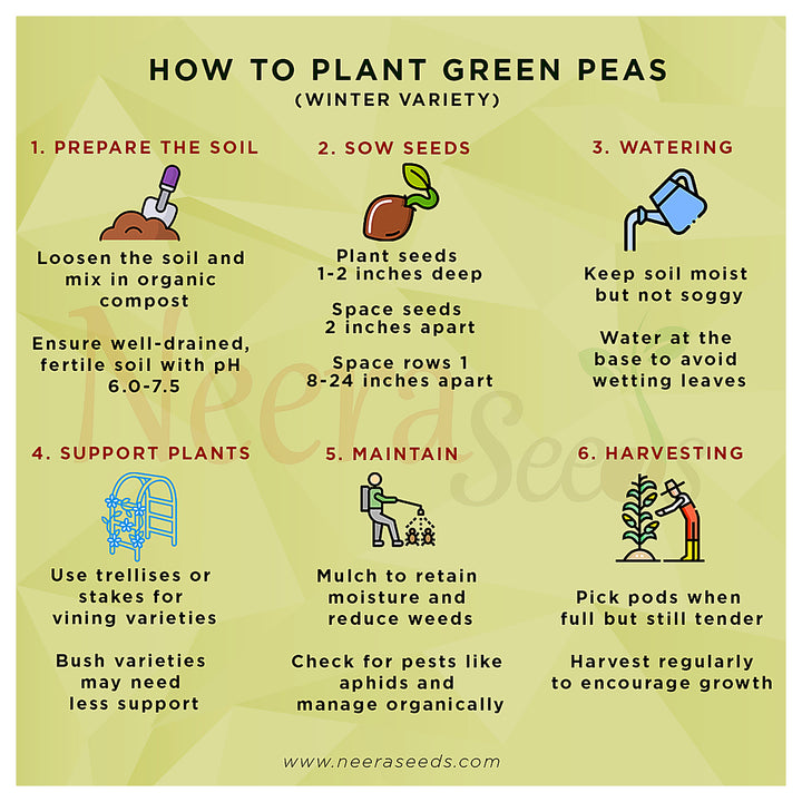 Green Peas (Winter Variety) Seeds for Planting – Cold-Resistant, Heirloom Vegetable Seeds for Cool Season Gardening | Neera Seeds product photo [neera-v4-c2b424d7ff9c4e5c8a9f]