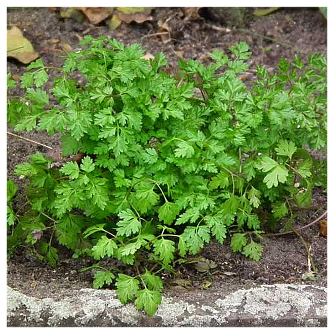 French Chervil Seeds for Planting – Heirloom, Non-GMO Culinary Herb (Anthriscus cerefolium) | Neera Seeds product photo [neera-v4-c2beb6e702d408326248]
